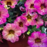 petunia-lysa-i-wiednaca-lipcowe-przycinanie-i-krzew-ponownie-eksploduje.jpg