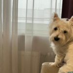 poziomy-trudnosci-psich-puzzli-jak-sie-nie-pomylic-i-utrzymac.jpg